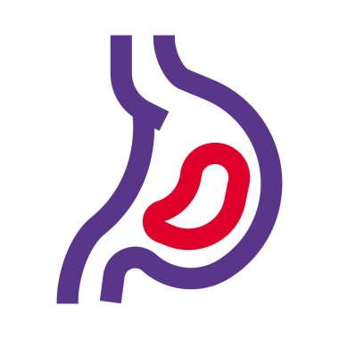 Yiyecekler kaslı bir kapaktan mideye ulaşıyor.