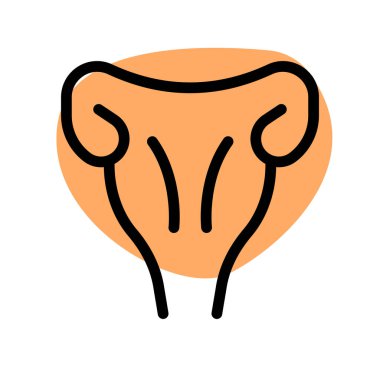 Rahim, mesane ve rektum arasındaki dişi leğen kemiğinde bulunan içi boş bir kas organıdır.