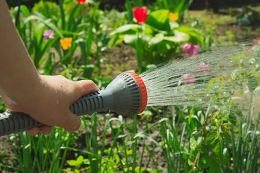 Çiçek tarhını sulama kabıyla sulamak. Bahçe işleri hobisi