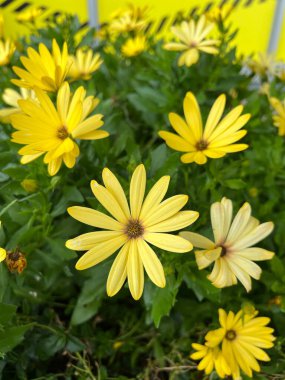 Bahçede çiçek açan sarı papatya (osteospermum) çiçekleri