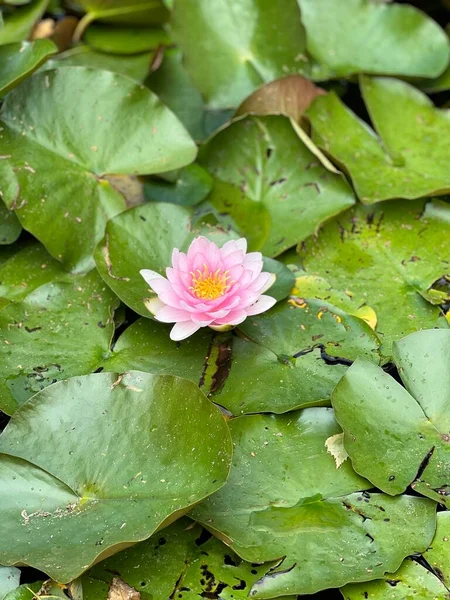 Lys Eau Fleur Lotus Étang Vert — Photo