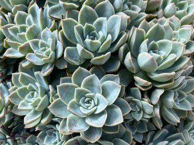 Birçok küçük sulu yaprak kümeleri çerçeveyi doldurur