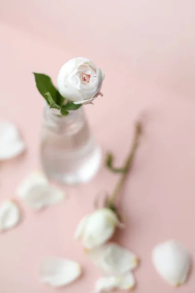 stock image Delicate  white roses in small  glass vases