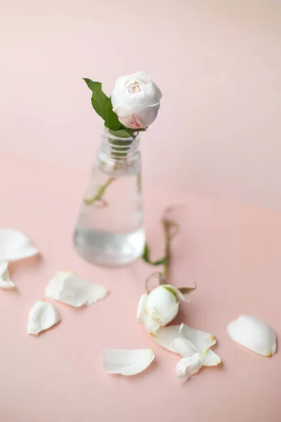 Finom Fehér Rózsák Kis Üvegvázákban — Stock Fotó