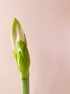 Close up image of amaryllis flower bud Hippeastrum