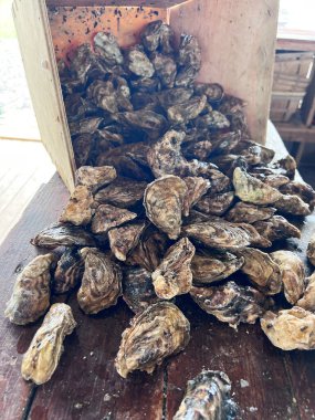 Akdeniz mahsulleri. Taze organik istiridye. 