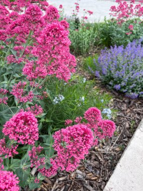 Mezarlar üzerinde yetişen kırmızı kediotu (Centranthus ruber)