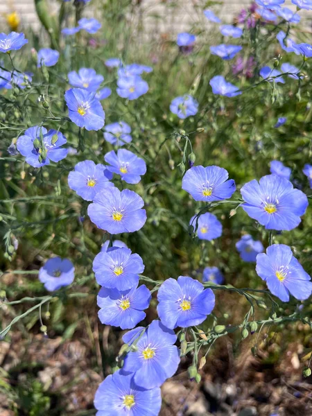 Μπλε Απαλό Λινάρι Λουλούδια Στο Αστικό Πάρκο Εικόνα Αρχείου