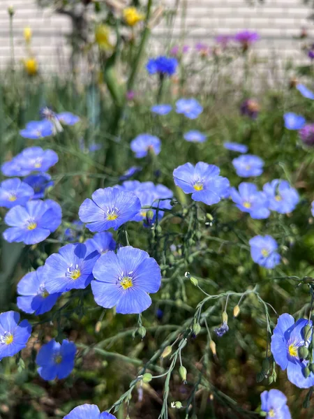 Голубые Нежные Льняные Цветы Городском Парке Стоковое Фото