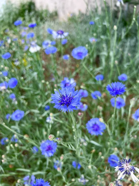 花园里的蓝色玉米花 天然花卉背景 图库图片