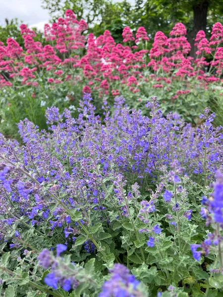Hermoso Jardín Con Flores Púrpuras Floreciendo Menta Gatera Fotos de stock libres de derechos