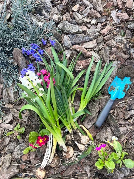 春の園芸コンセプトウィットツールと花 ロイヤリティフリーのストック画像