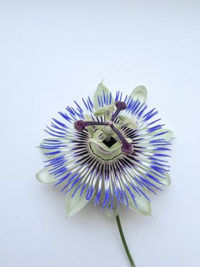 Beyaz arka planda Passiflora bitkisinin (tutku meyvesi) güzel çiçekleri