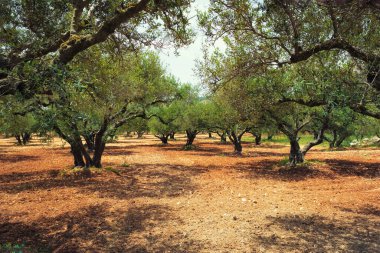 Yunanistan 'ın Girit kentindeki Olea europaea Grove zeytin yağı üretimi için zeytin ağaçları. Yatay kamera tavası