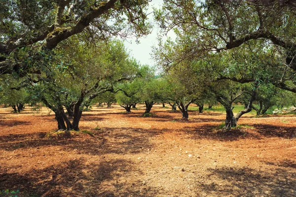 stock image Olive trees Olea europaea grove in Crete, Greece for olive oil production. Horizontal camera pan