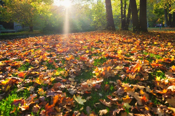 Złota Jesień Październik Słynnym Monachium Miejsce Relaksu Englischer Garten Angielski — Zdjęcie stockowe