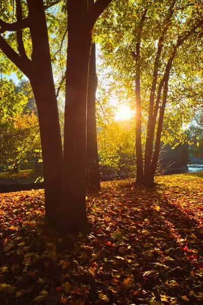 에서는 가을에 영국식 휴식을 취한다 낙엽이 떨어지고 황금빛 햇빛이 내리는 — 스톡 사진