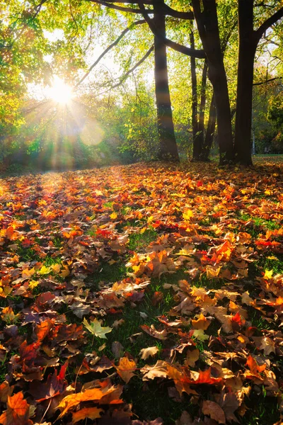 Golden Podzim Říjen Slavném Mnichově Relaxační Místo Englischer Garten Anglická — Stock fotografie