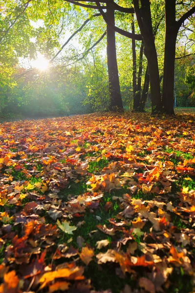에서는 월이다 낙엽이 떨어지고 황금빛 햇빛이 내리는 Munchen Bavaria Germany — 스톡 사진