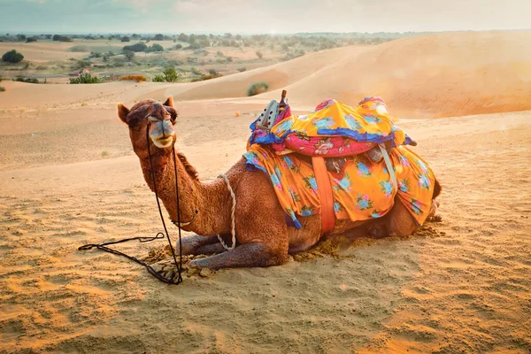 Cammello Indiano Dune Sabbia Thar Deserto Tramonto Roulotte Rajasthan Turismo — Foto Stock