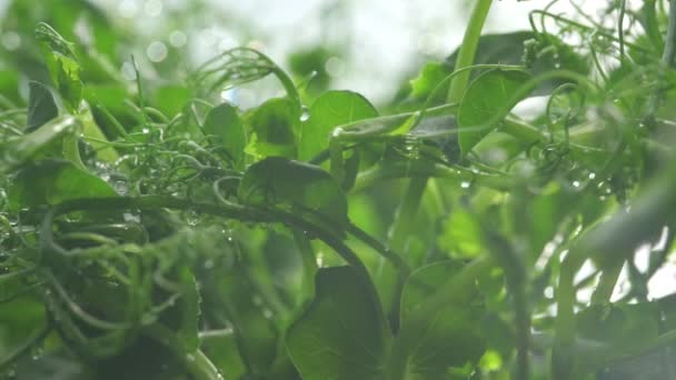 健康的なサラダのための甘いエンドウ豆の芽を育てる新鮮なマイクログリーン 新鮮な天然有機製品 トラックのスライダーを閉じて — ストック動画