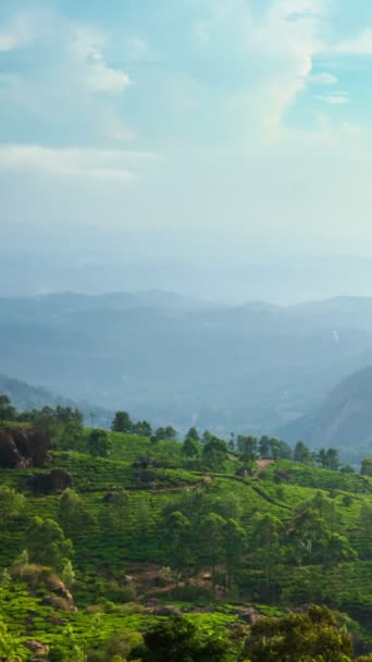 Timelapse Zeleného Čaje Plantáže Při Západu Slunce Státě Kerala Indii — Stock video