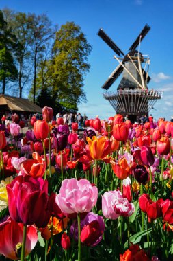 Çiçek açan laleler çiçek açmış ve Keukenhof bahçesindeki rüzgar değirmeni, nam-ı diğer Avrupa Bahçesi, dünyanın en büyük çiçek bahçesi yel değirmeni turistlerinden biri. Lisse, Hollanda