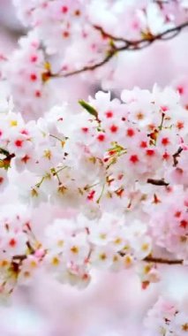 Çiçek açan sakura kiraz çiçeği arka plan, Güney Kore