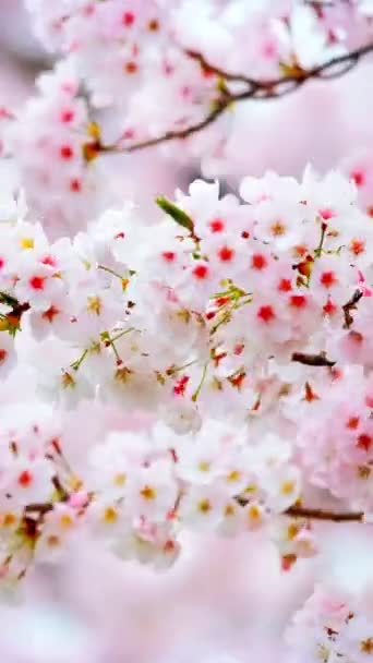Fondo Floreciente Flor Cerezo Sakura Corea Del Sur — Vídeos de Stock