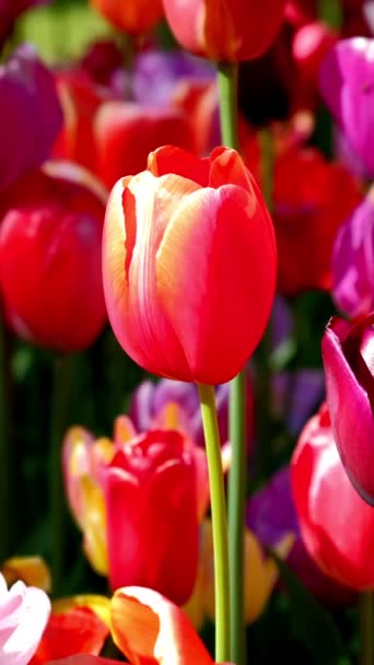 Blommande Tulpaner Blommar Nära Håll Lisse Nederländerna — Stockvideo