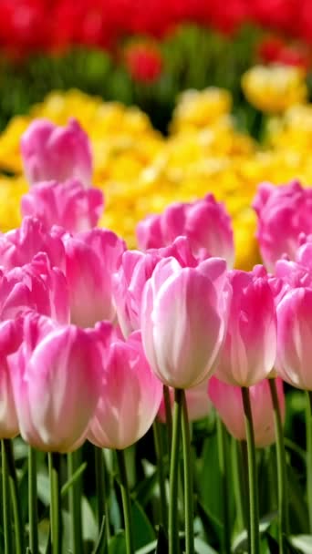 Blommande Tulpaner Blommar Nära Håll Lisse Nederländerna — Stockvideo