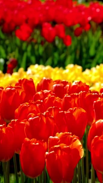 Blommande Röda Tulpaner Blommar Keukenhof Blomsterträdgård Världens Största Blomsterträdgårdar Lisse — Stockvideo