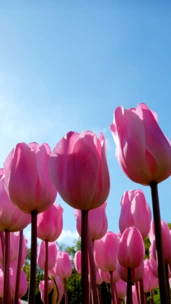Blommande Rosa Tulpaner Blommor Mot Blå Himmel Bakgrund Med Sol — Stockvideo