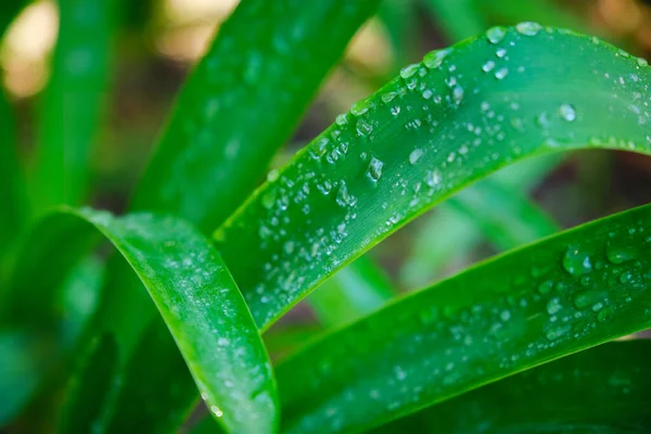 Saftige Saftig Grüne Grasblätter Mit Wassertropfen Wind Morgenlicht Frühlingssommer Freien — Stockfoto