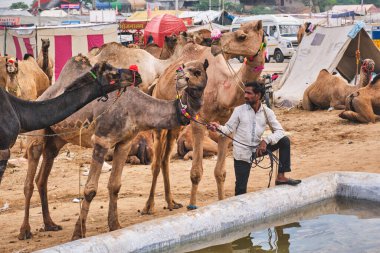 Pushkar, Hindistan - 6 Kasım 2019: Pushkar deve fuarı Pushkar Mela 'da develer için içme suyu - dünyanın en büyük deve fuarı ve turistik alanlarından biri olan yıllık beş günlük deve ve ve ve ve ve hayvan fuarı