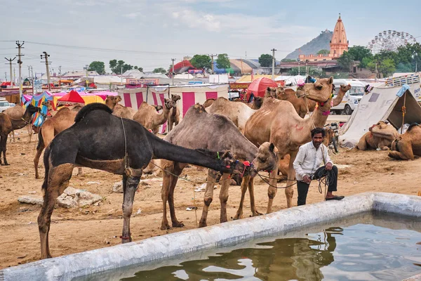 Pushkar India November 2019 Camels Drinking Water Pushkar Camel Fair — Stock Photo, Image
