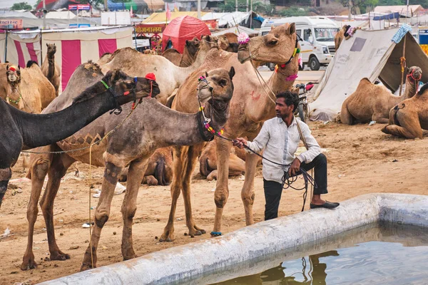 プシュカル インド 11月6 2019 プシュカルラクダフェアでラクダが水を飲むプシュカル 毎年5日間のラクダと家畜のフェア 世界最大のラクダの見本市や観光名所の一つ — ストック写真