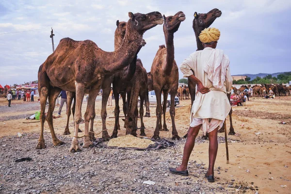 Pushkar Indien November 2019 Indischer Dorfmann Und Kamele Auf Der — Stockfoto