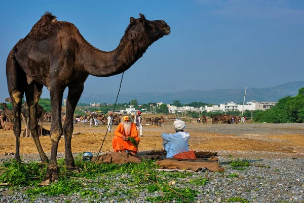 Пушкар Индия Ноября 2019 Года Индийский Человек Верблюд Садху Пушкарской — стоковое фото