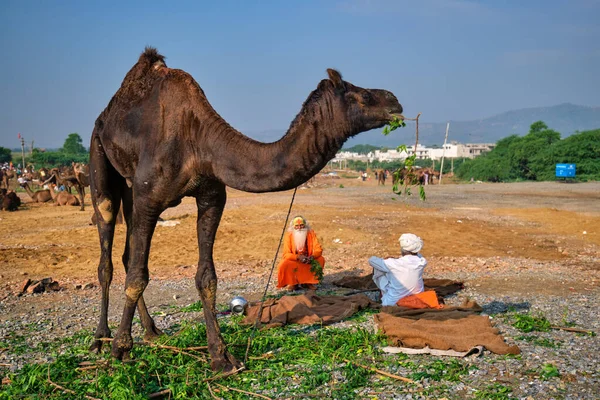 2019年11月7日 印度普什卡 在普什卡骆驼展 Pushkar Camel Fair Pushkar Mela 印度男子 他的骆驼和萨蒂胡 — 图库照片