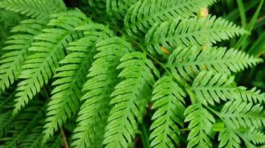 Pteris tremula Australian freni, yumuşak fren, yumuşak fren, titrek fren yaprakları yakın çekim