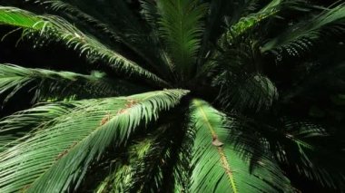 Eğreltiotu palmiye palmiyesi ayaklanması güneşte yakın çekim yapar. Cycas ya da cycad palmiye yaprakları yeşil desenli, soyut tematik arka plan. Kamera parçası görüntüsü