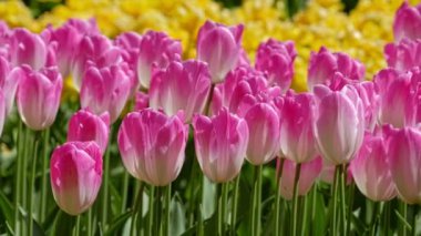 Çiçek açan laleler yakında çiçek açmış. Keukenhof çiçek bahçesi, Lisse, Hollanda. Yatay kamera tavası