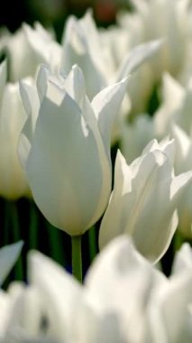 Keukenhof çiçek bahçesinde çiçek açan beyaz laleler, Avrupa Bahçesi olarak da bilinir. Dünyanın en büyük çiçek bahçelerinden biri. Lisse, Hollanda..