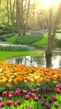 Keukenhof çiçek Bahçe çiçek açan Lale çiçek ile. Bir dünyanın en büyük çiçek bahçeleri. Lisse, Hollanda.