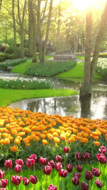 Keukenhof Květinová Zahrada Kvetoucími Záhony Tulipán Jedna Světy Největší Květinové — Stock video