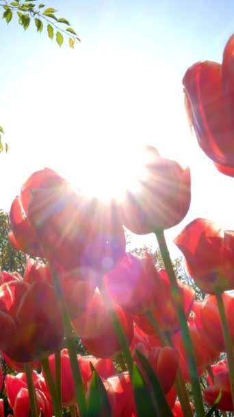 Rozkvetlé Tulipány Těsně Sebe Lisse Nizozemsko — Stock video