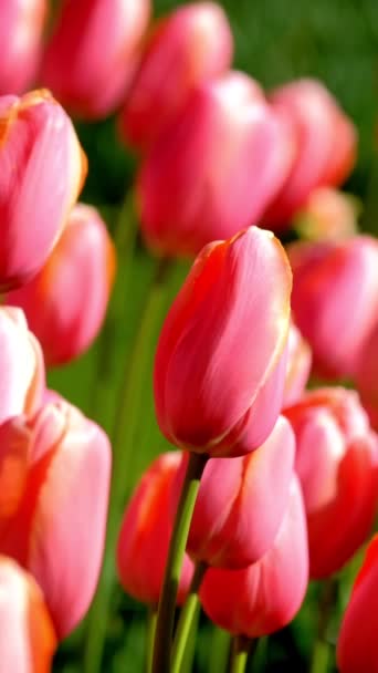 Kwitnące Tulipany Kwitną Bliska Lisse Holandia — Wideo stockowe