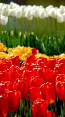 Keukenhof çiçek bahçesinde çiçek açan kırmızı laleler, dünyanın en büyük çiçek bahçelerinden biri. Lisse, Hollanda..