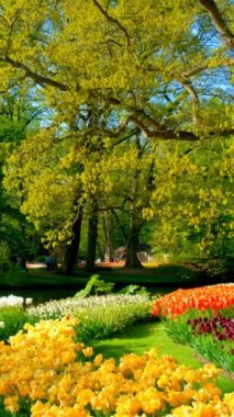 Keukenhof çiçek Bahçe çiçek açan Lale çiçek ile. Bir dünyanın en büyük çiçek bahçeleri. Lisse, Hollanda.